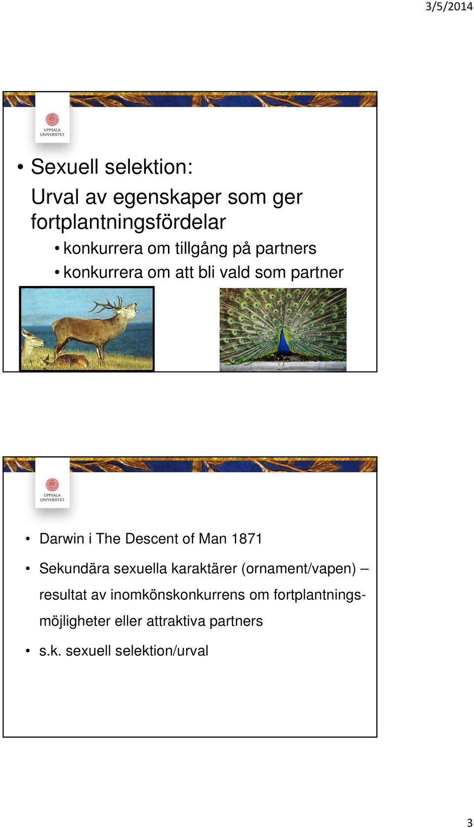 Man 1871 Sekundära sexuella karaktärer (ornament/vapen) resultat av