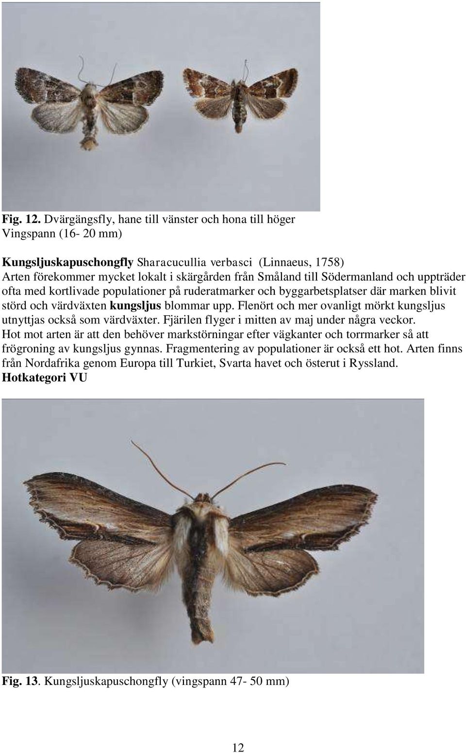 Södermanland och uppträder ofta med kortlivade populationer på ruderatmarker och byggarbetsplatser där marken blivit störd och värdväxten kungsljus blommar upp.