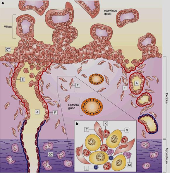 Placentation Trophoblastic cell columns (CT) at fetal maternal boundary Intervillous