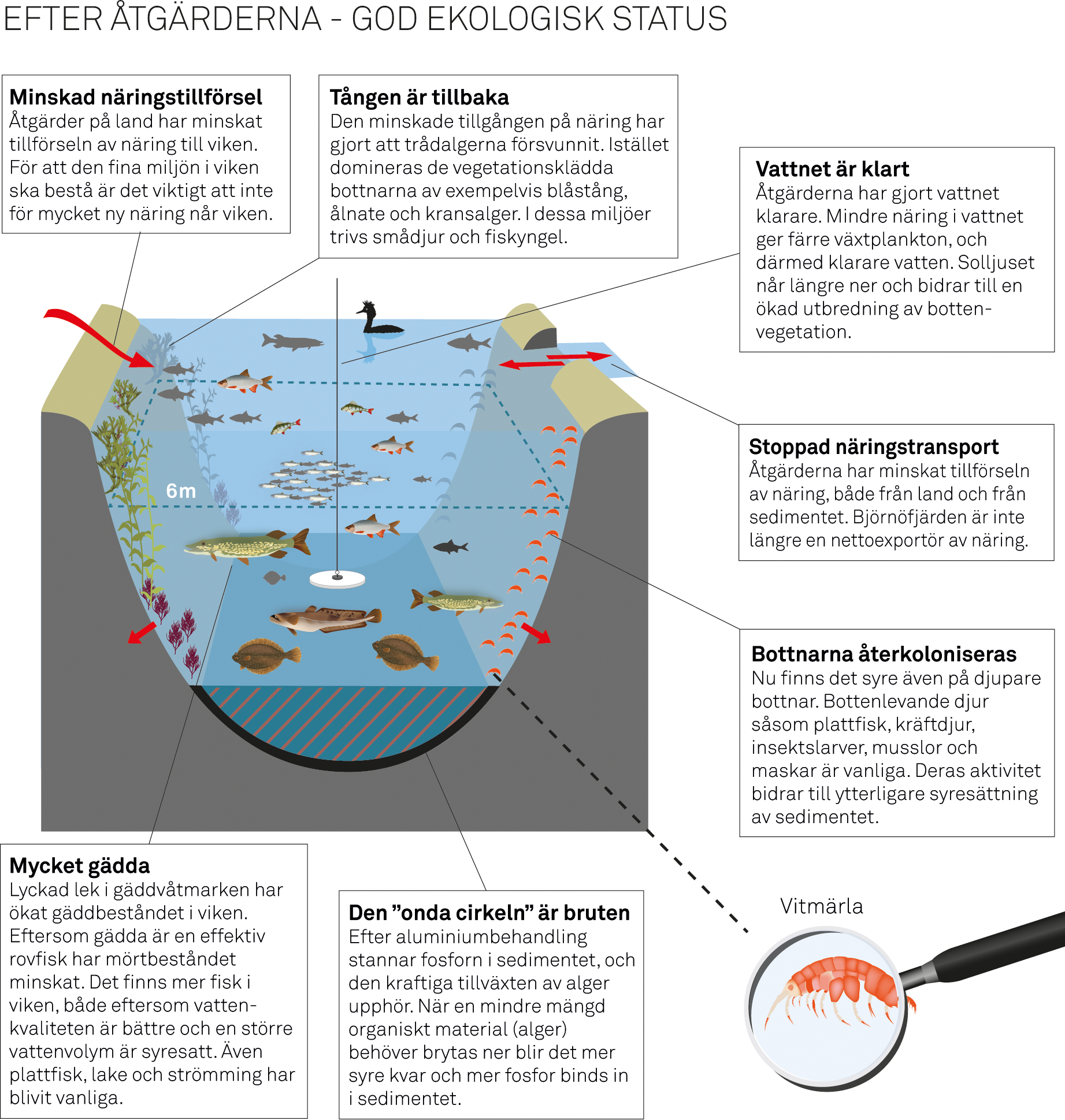 Illustrationen på sidan 16 och 17 beskriver Björnöfjärdens egenskaper innan projektet startade och miljön när ekosystemet återhämtat