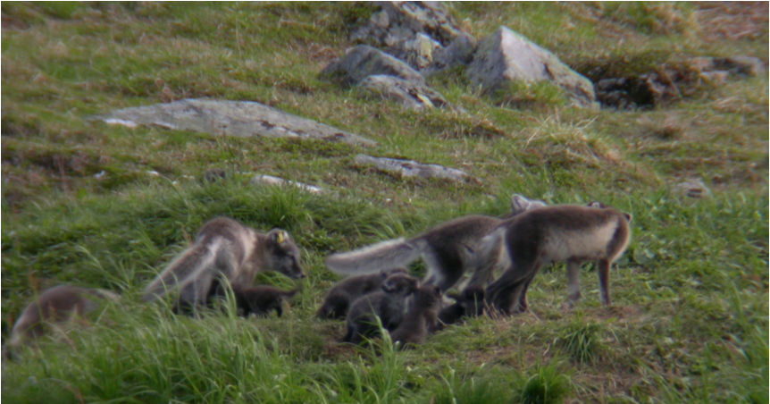 Genetiska observationer av inavel? Helags & Vindelfjällen (1985-2005) Helags 2005: Hanne (f. 2001), tik (f. 2001), tik (f. 2004), tik (f. 2004), hanne (f.