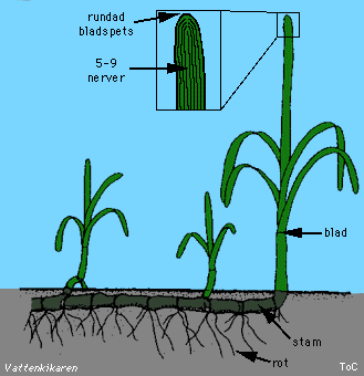 Zostera marina