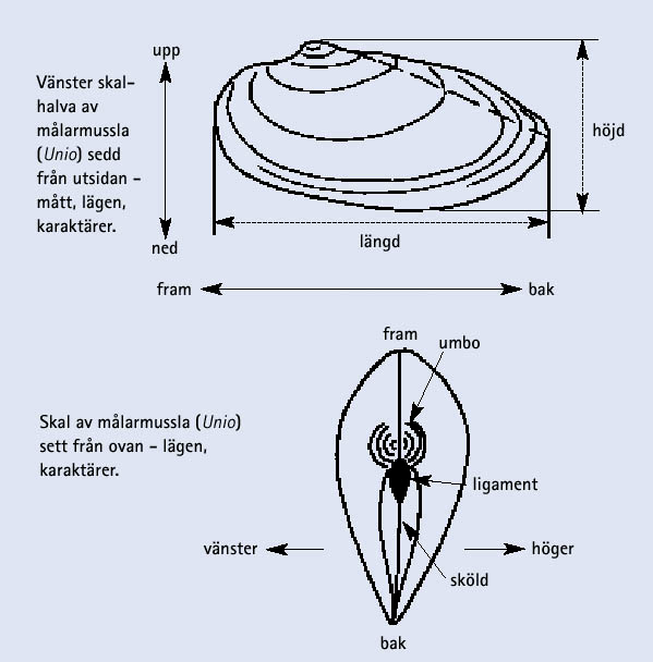 Årsringar berättar miljöhistoria Några av arterna blir mycket gamla. Tjockskaliga flodformer blir ofta äldre än tunnskaliga sjöformer.