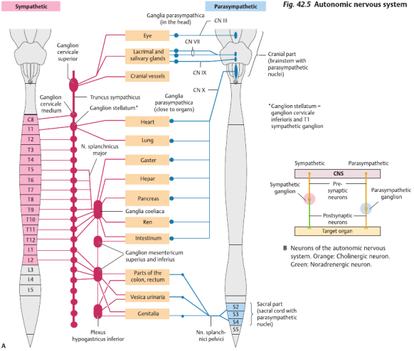 Autonoma nervsytemet sympatikus parasympatikus Fight and flight Rest and digest Autonoma