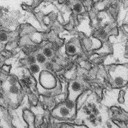Zika virus Belongs to Genus Flavivirus, family Flaviviridae Enveloped icosahedral Single stranded RNA virus Two lineages: African and Asian Tick-borne encephalitis