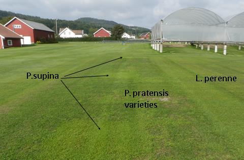 Växer lateral och läker förmodligen mindre fläckar under näringsrika och fuktiga förhållanden.