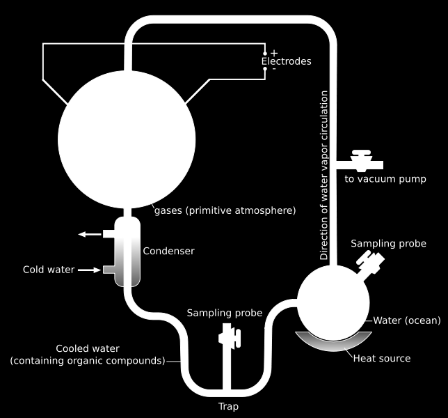 Miller-Urey-experimentet (1953) Jordens tidiga atmosfär i återskapas i ett lab (vatten, metan, ammoniak, väte) Elektriska urladdningar ( blixtar ) tillsätts Resultat: Aminosyror Viktig