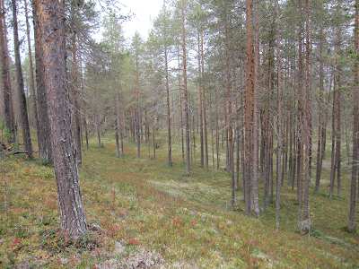 Trots lite teknikstrul blev det en häftig tävling i högt tempo. I mitten av augusti arrangerade vi DM lång och stafett med arenan förlagd till klubbstugan i Kanis.