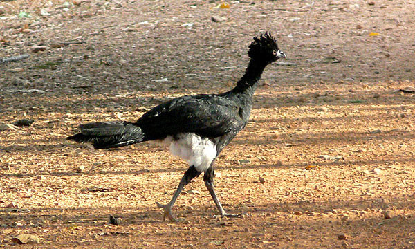 Yellow-knobbed Curassow var lokalt vanlig på jätteranchen Hato Pinero. Foto: Carl-Axel Bauer 90. Venezuelan Woodquail Odontophorus columbianus Hörd i Henri Pittier NP 26.2. Endem. 91.