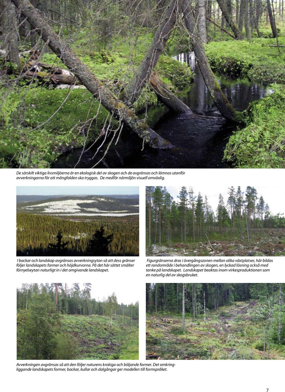 Figurgränserna dras i övergångszonen mellan olika växtplatser, här bildas ett randområde i behandlingen av skogen, en lyckad lösning också med tanke på landskapet.