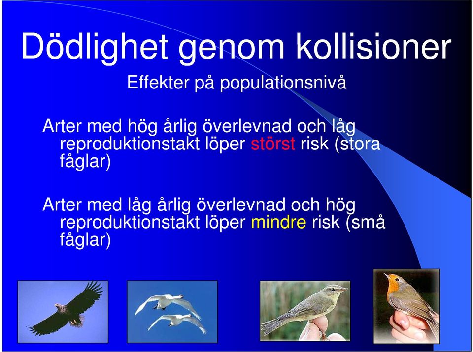 löper störst risk (stora fåglar) Arter med låg årlig