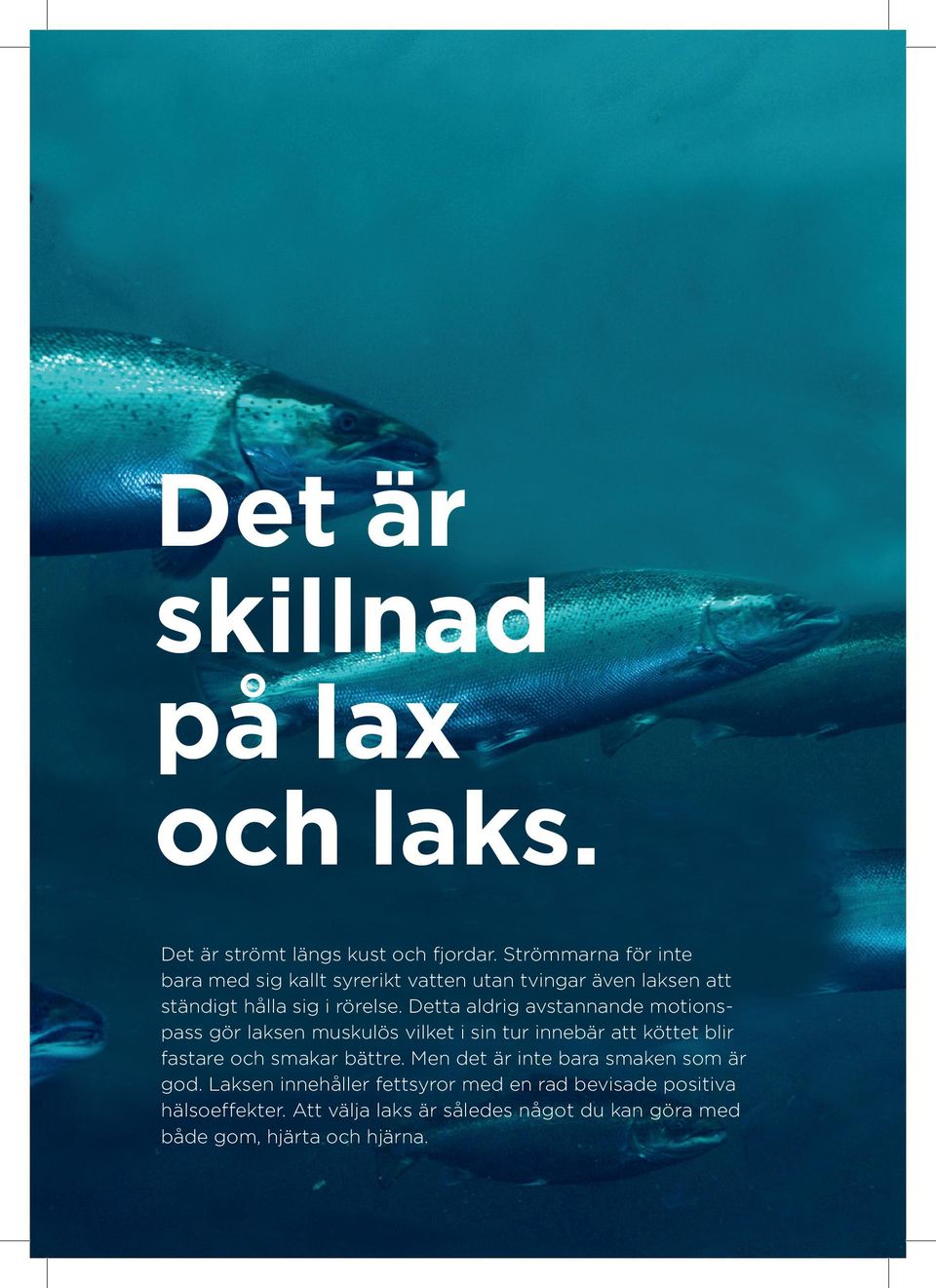 Detta aldrig avstannande motionspass gör laksen muskulös vilket i sin tur innebär att köttet blir fastare och smakar bättre.