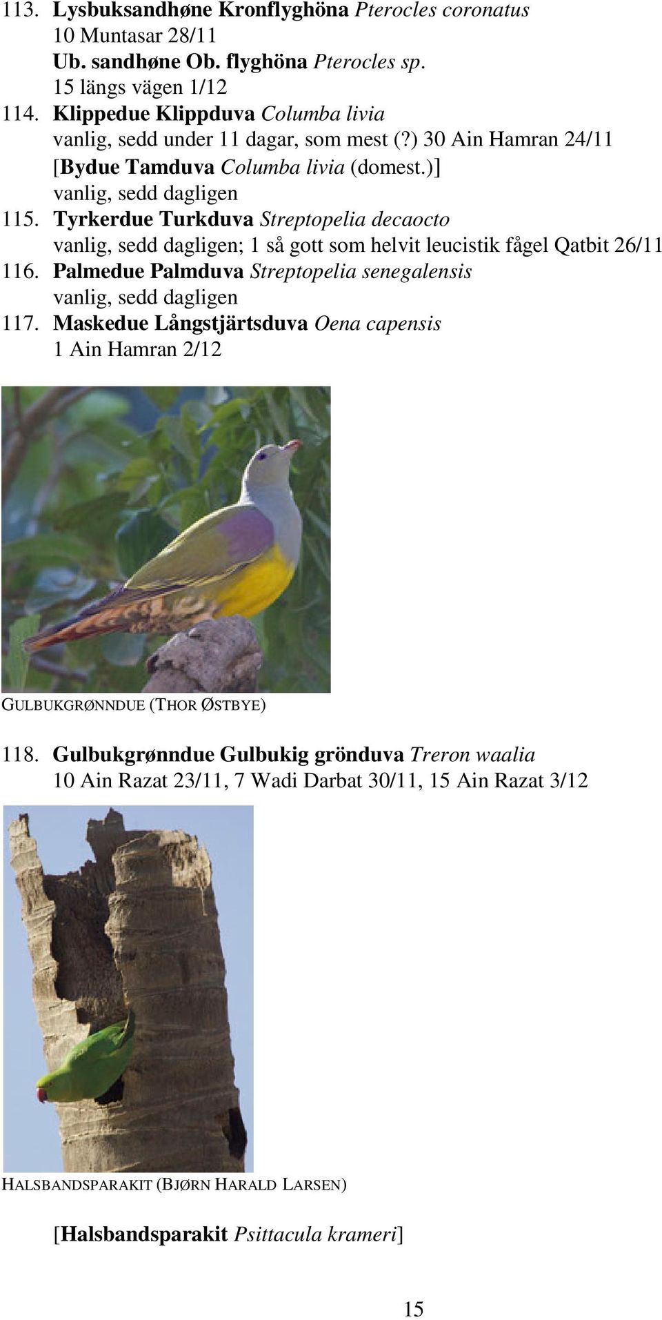 Tyrkerdue Turkduva Streptopelia decaocto vanlig, sedd dagligen; 1 så gott som helvit leucistik fågel Qatbit 26/11 116. Palmedue Palmduva Streptopelia senegalensis vanlig, sedd dagligen 117.