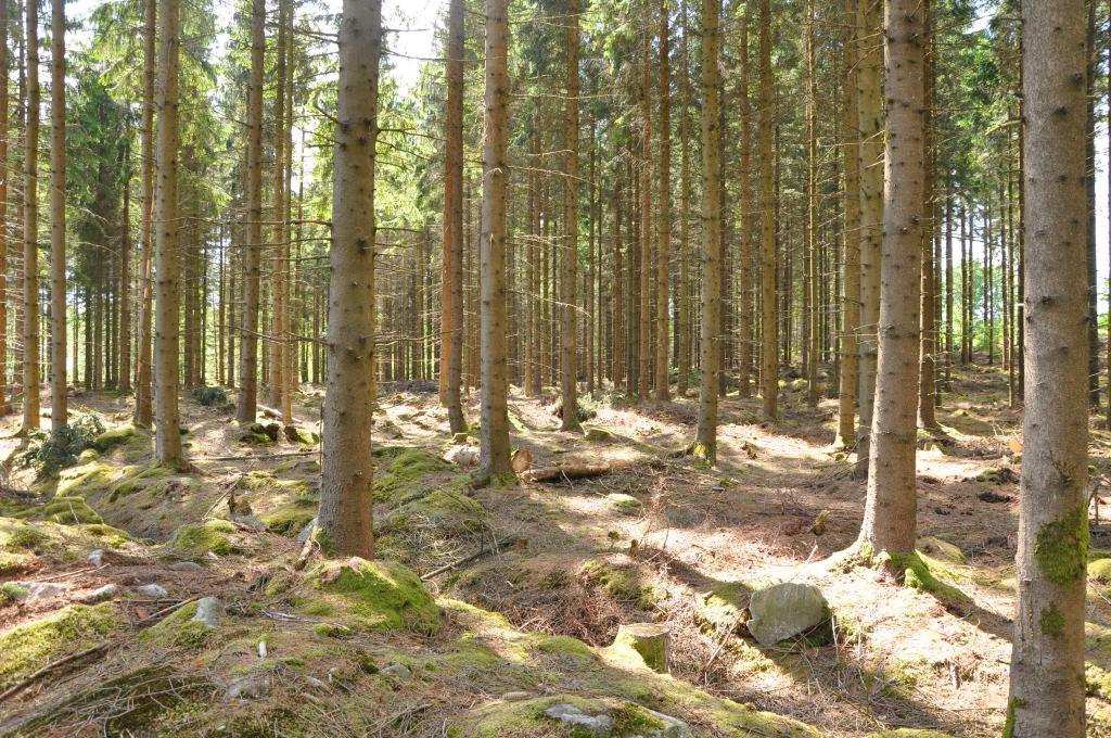 Skog 13 ha SV Örkelljunga Högproduktiv skogsfastighet på avskilt läge i Esborrarp sydväst Örkelljunga. Virkesförråd knappt 2 000 m³sk, till största delen gran.