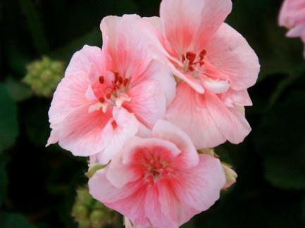 Mårbacka pelargoner Det är med nästan all säkerhet franska sorter som är ursprunget till Mårbacka. Den har funnits mycket länge i svenska slott och stugor.