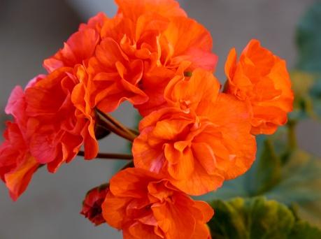 Rosenknoppspelargoner Rosenknoppspelargoner utvecklades i slutet av 1800-talet och har fått sitt namn från de rosenknoppsliknande blommorna. Många sorter har försvunnit ur odling idag.