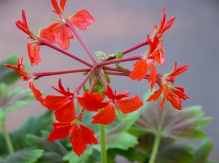 Pagoda * Duren 1982 Dubbla ljusrosa blommor. Pelaraktigt, kompakt växtsätt. Peppermint Star * Enkla rosaröda blommor med vitt öga. Gyllene bladverk, svagväxande. Mycket vacker!