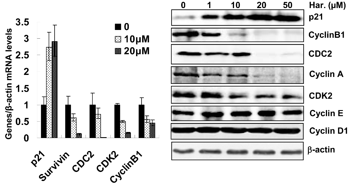 9 Man tittade sedan på om uttrycket av proteinen p53 och MDM2 påverkades av harmin. Harmin ökade uttrycket av p53 men hade ingen större effekt på MDM2. Figur 5 Bild hämtad från studien 17.