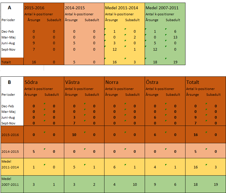 Tabell 5 A och B. Här redovisas de yngre kungsörnarna. Dessa är betydligt färre än de adulta och visar stor variation mellan åren då lyckade häckningar (reproduktionen) varierar.