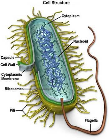 Naturlig Naturligt förekommande i arten Bensylpenicillin E. coli Ampicillin K. pneumoniae Cefotaxim P.