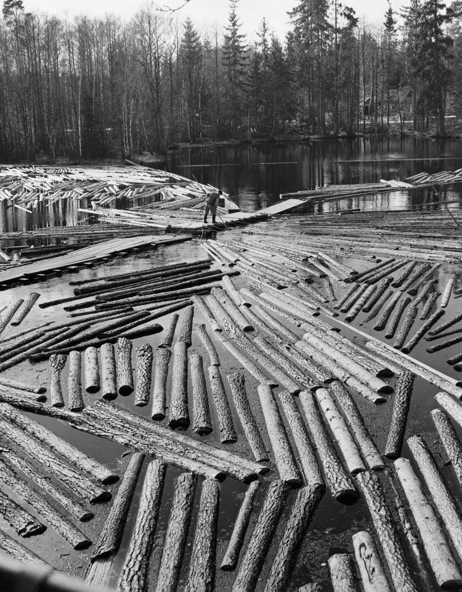 Samnordiskt ekosystem Foto: