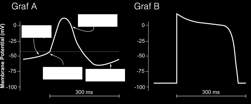 HJÄRTAT (Eva-karin Gidlund) 2. Figurerna nedan visar aktionspotentialer från olika typer av hjärtceller. () a) Från vilken typ av celler registreras aktionspotentialen i graf A respektive graf B?