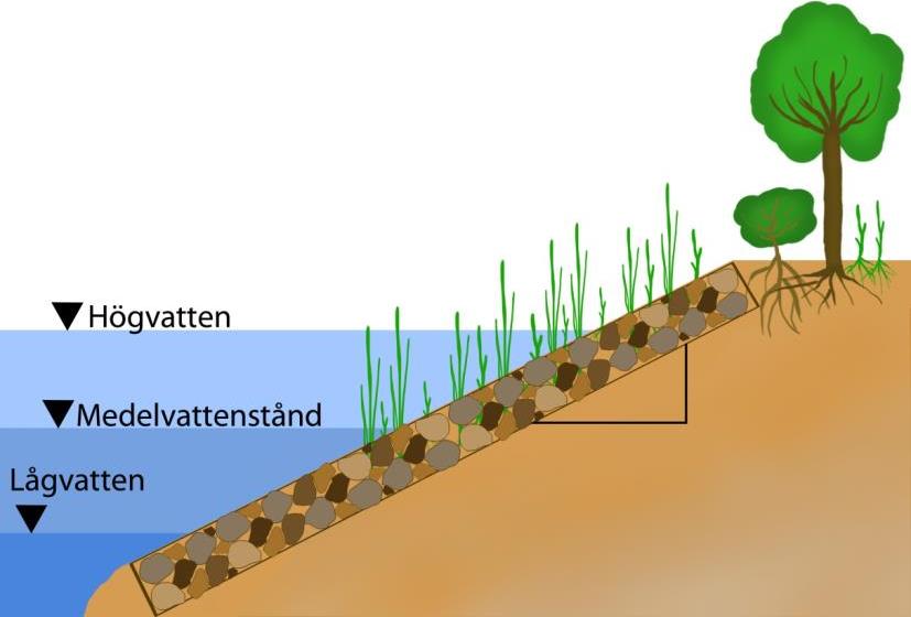 Att åstadkomma variation i stenskoningen gynnar den biologiska mångfalden. Figur 43 Stenskoning i kombination med träd och buskar (Foto: BAW).