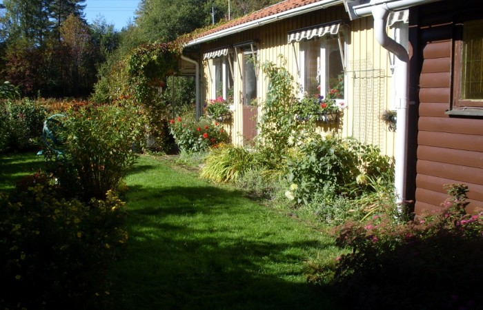 äppelträd (Sävstaholm, Aroma och Åkerö), vinbär, krusbär och hallon.