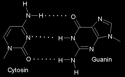 Kvävesenapsgasanaloger: cyclofosfamid (Sendoxan), klorambucil (Leukeran), melfalan (Alkeran)