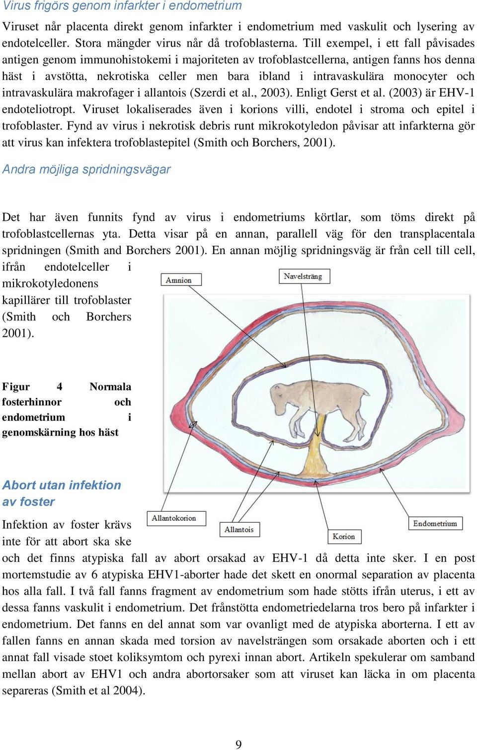 monocyter och intravaskulära makrofager i allantois (Szerdi et al., 2003). Enligt Gerst et al. (2003) är EHV-1 endoteliotropt.