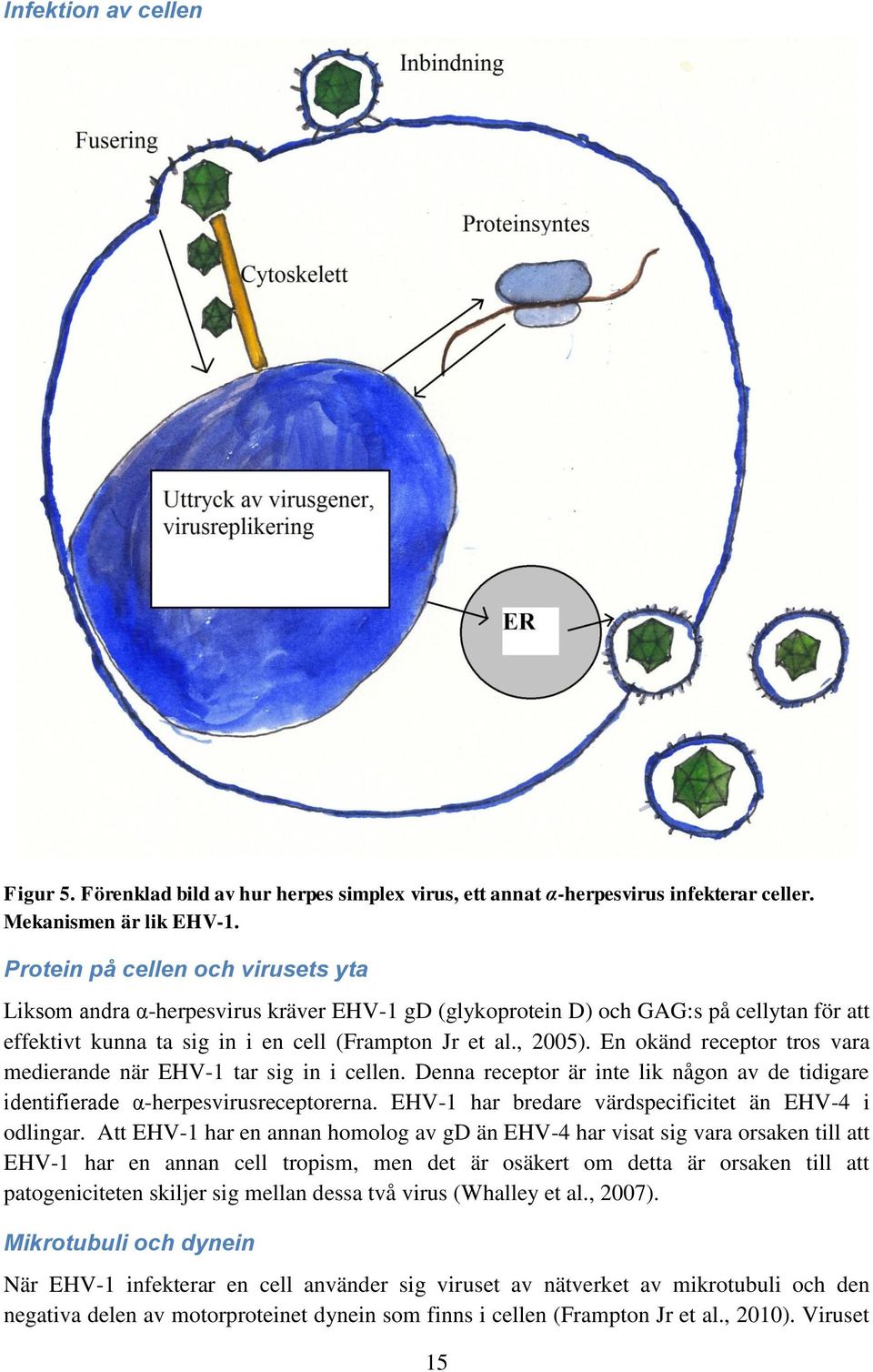 En okänd receptor tros vara medierande när EHV-1 tar sig in i cellen. Denna receptor är inte lik någon av de tidigare identifierade α-herpesvirusreceptorerna.