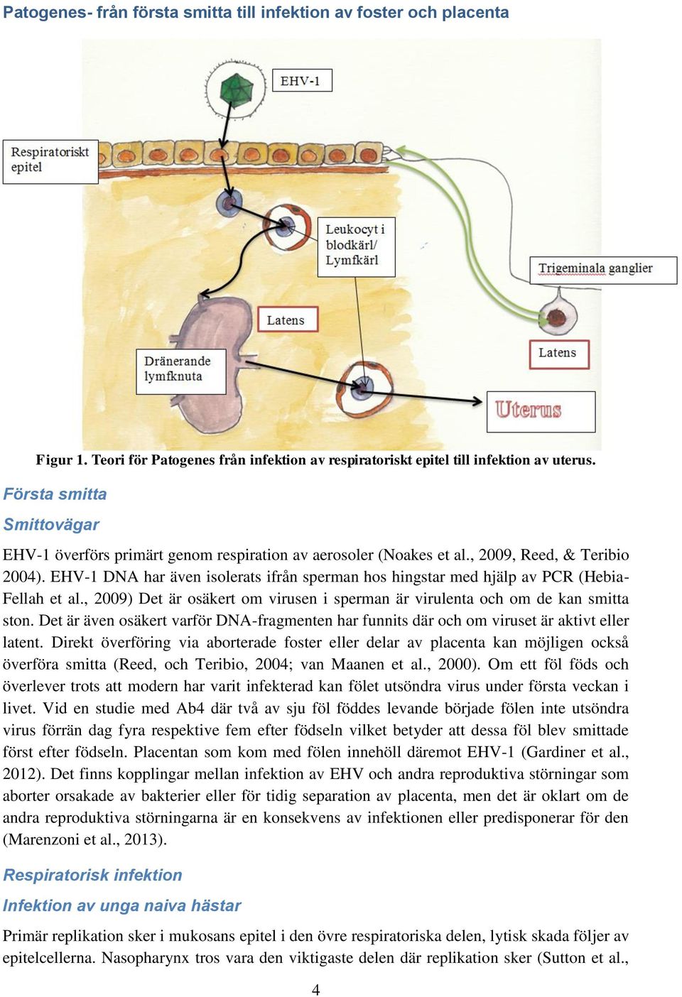 EHV-1 DNA har även isolerats ifrån sperman hos hingstar med hjälp av PCR (Hebia- Fellah et al., 2009) Det är osäkert om virusen i sperman är virulenta och om de kan smitta ston.