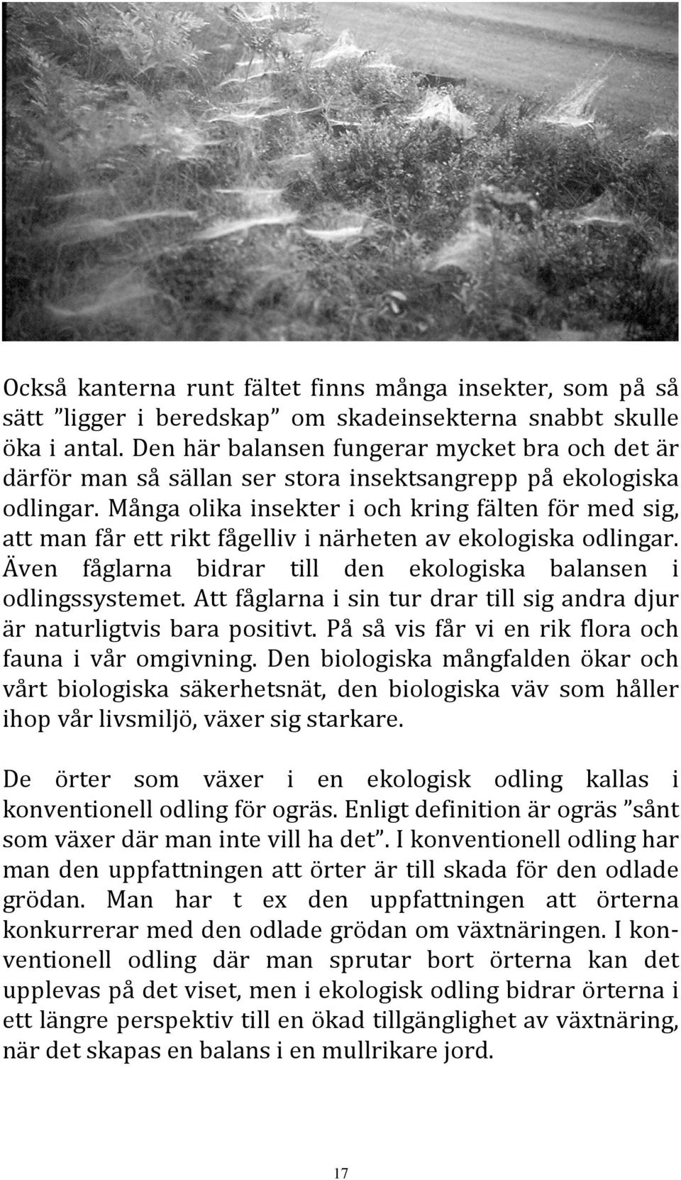 Många olika insekter i och kring fälten för med sig, att man får ett rikt fågelliv i närheten av ekologiska odlingar. Även fåglarna bidrar till den ekologiska balansen i odlingssystemet.