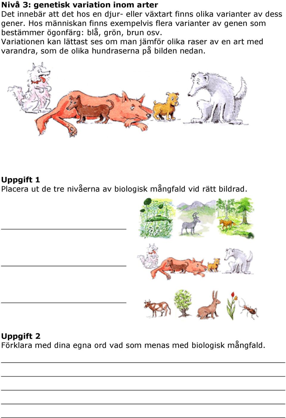 Variationen kan lättast ses om man jämför olika raser av en art med varandra, som de olika hundraserna på bilden nedan.