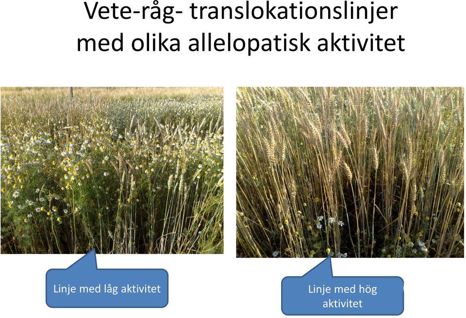 olika allelopatisk