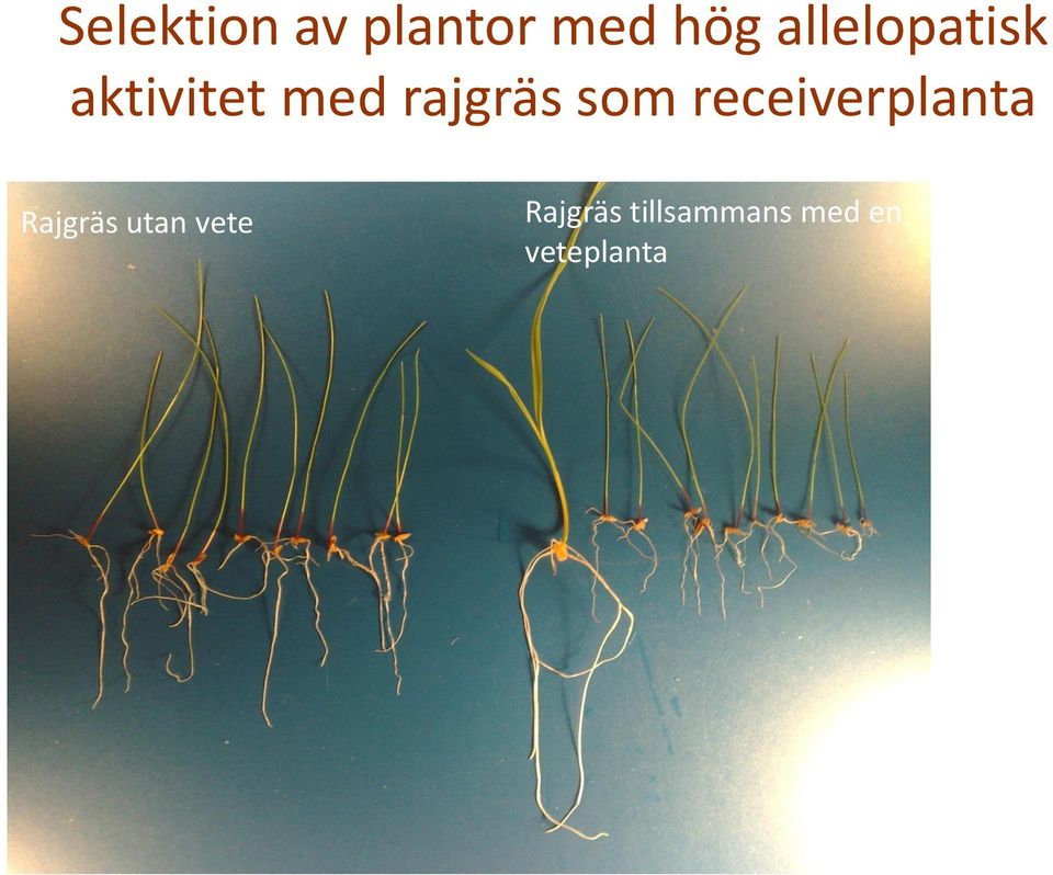 som receiverplanta Rajgräs utan