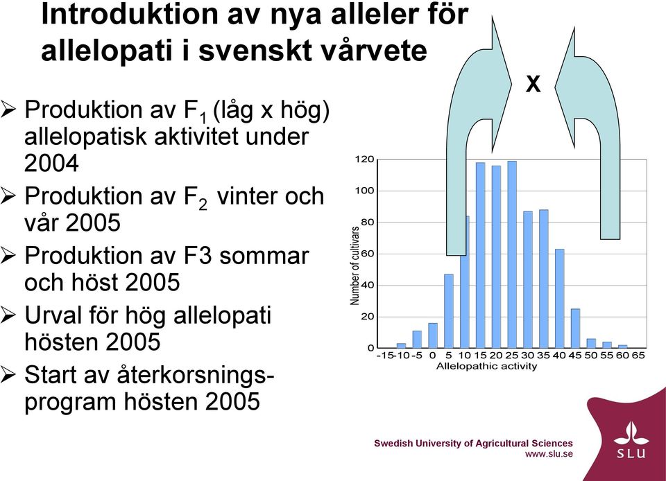 av F3 sommar och höst 2005 Urval för hög allelopati hösten 2005 Start av