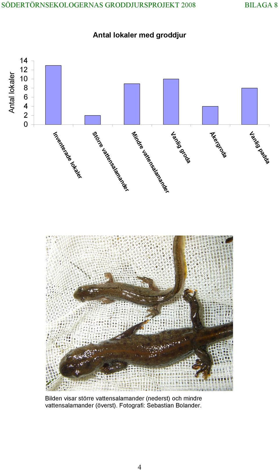 vattensalamander Åkergroda Vanlig padda Bilden visar större