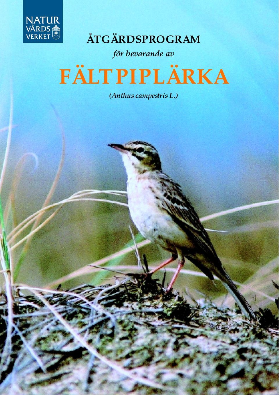 FÄLTPIPLÄRKA