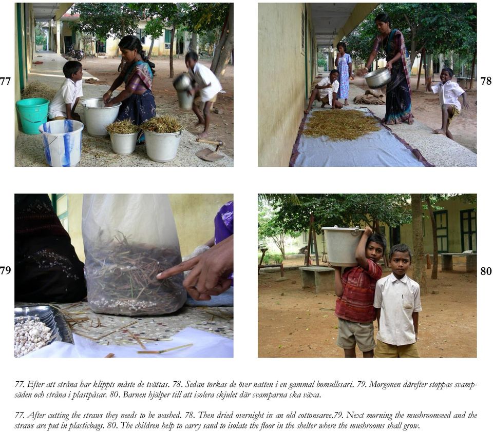 Then dried overnight in an old cottonsaree.79. Next morning the mushroomseed and the straws are put in plasticbags. 80.