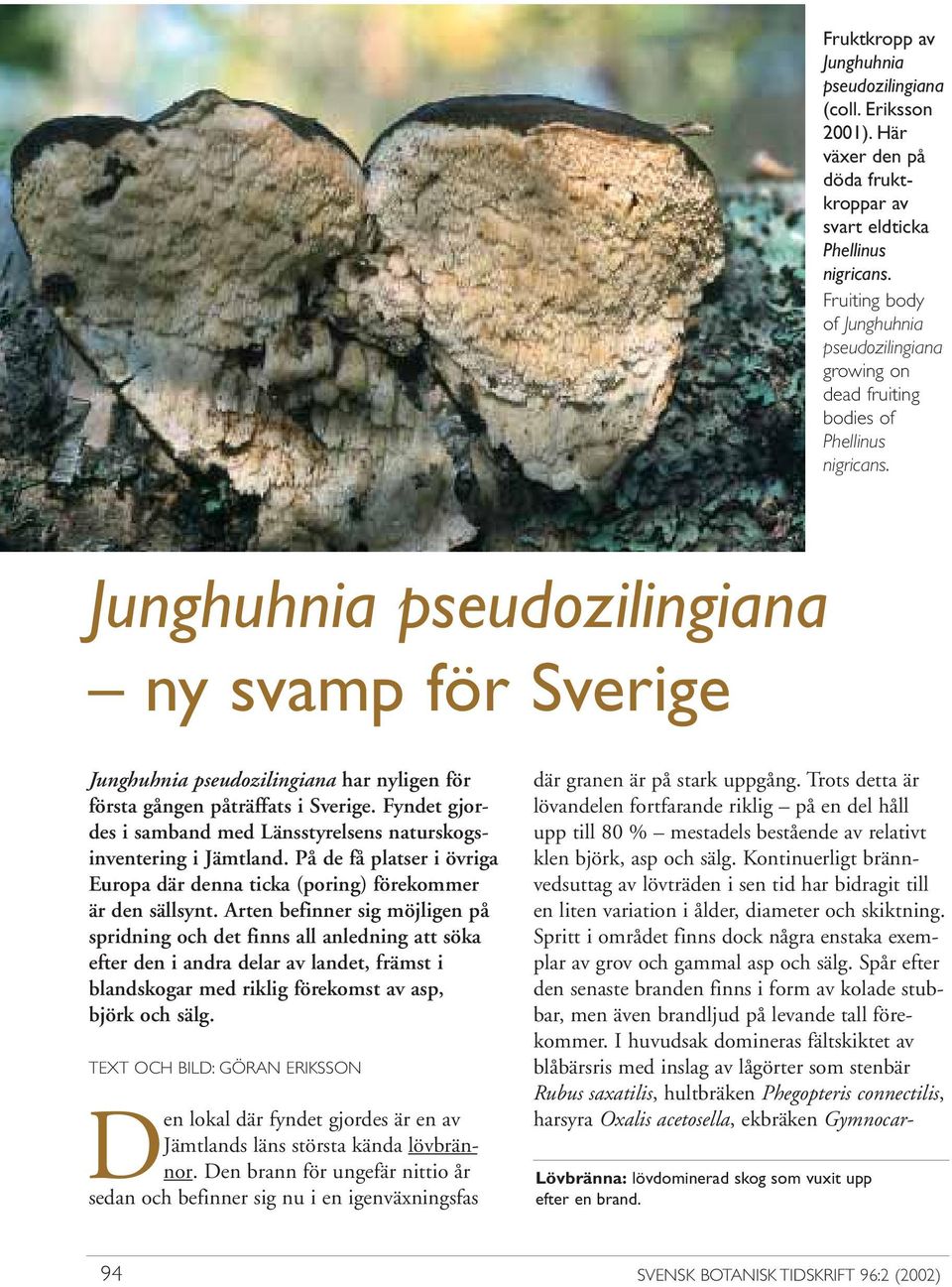 Junghuhnia pseudozilingiana ny svamp för Sverige Junghuhnia pseudo zilingiana har nyligen för första gången påträffats i Sverige.