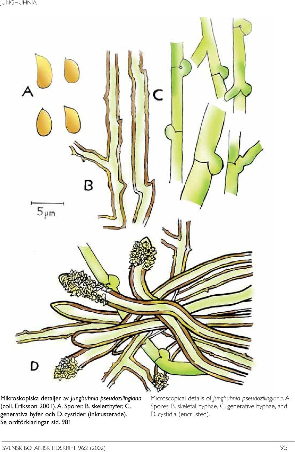 Se ordförklaringar sid. 98! Microscopical details of Junghuhnia pseudozilingiana. A.