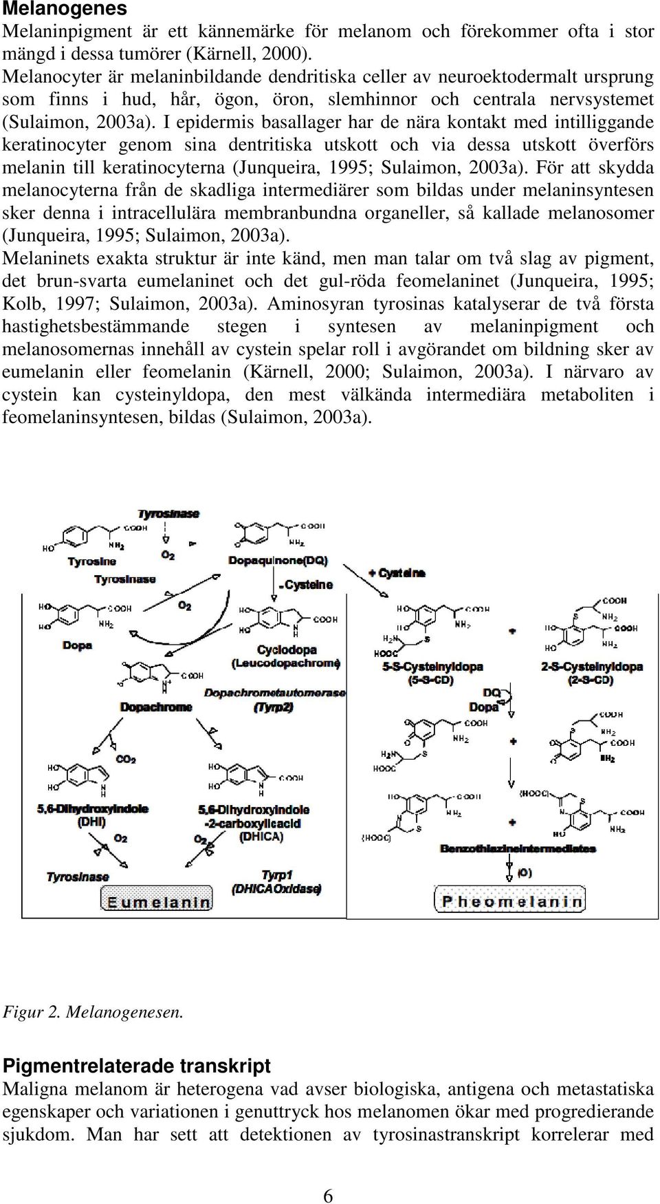 I epidermis basallager har de nära kontakt med intilliggande keratinocyter genom sina dentritiska utskott och via dessa utskott överförs melanin till keratinocyterna (Junqueira, 1995; Sulaimon,