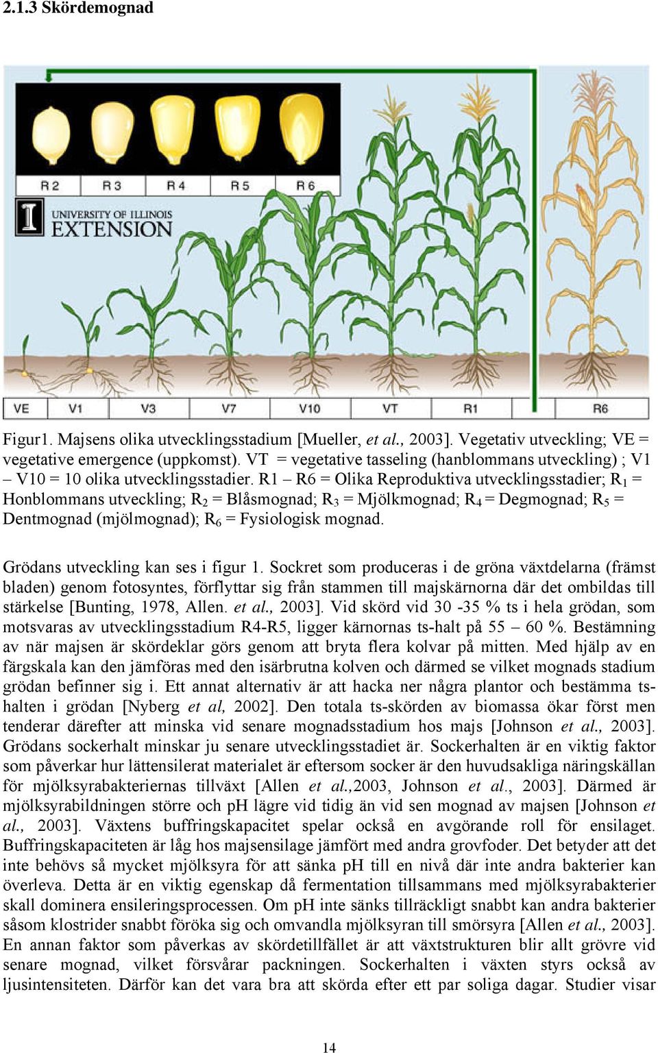 R1 R6 = Olika Reproduktiva utvecklingsstadier; R 1 = Honblommans utveckling; R 2 = Blåsmognad; R 3 = Mjölkmognad; R 4 = Degmognad; R 5 = Dentmognad (mjölmognad); R 6 = Fysiologisk mognad.