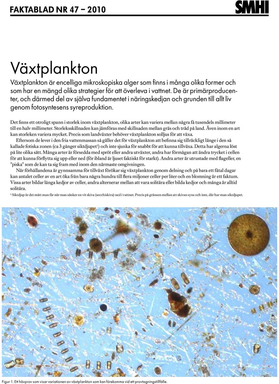 Det finns ett otroligt spann i storlek inom växtplankton, olika arter kan variera mellan några få tusendels millimeter till en halv millimeter.