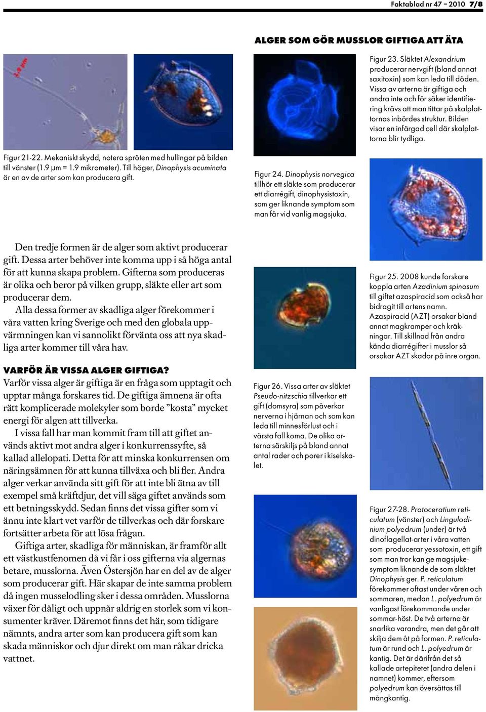 Figur 21-22. Mekaniskt skydd, notera spröten med hullingar på bilden till vänster (1.9 µm = 1.9 mikrometer). Till höger, Dinophysis acuminata är en av de arter som kan producera gift. Figur 24.