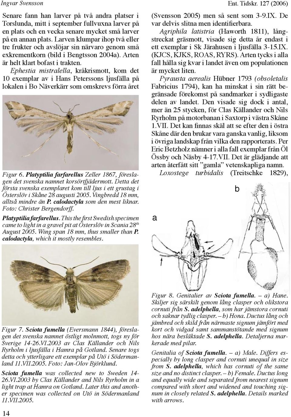 Ephestia mistralella, kråkrismott, kom det 10 exemplar av i Hans Peterssons ljusfälla på lokalen i Bo Näverkärr som omskrevs förra året Figur 6.