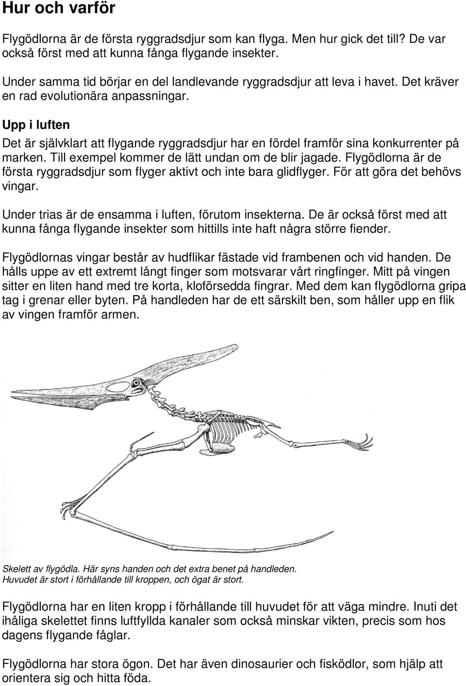 Upp i luften Det är självklart att flygande ryggradsdjur har en fördel framför sina konkurrenter på marken. Till exempel kommer de lätt undan om de blir jagade.