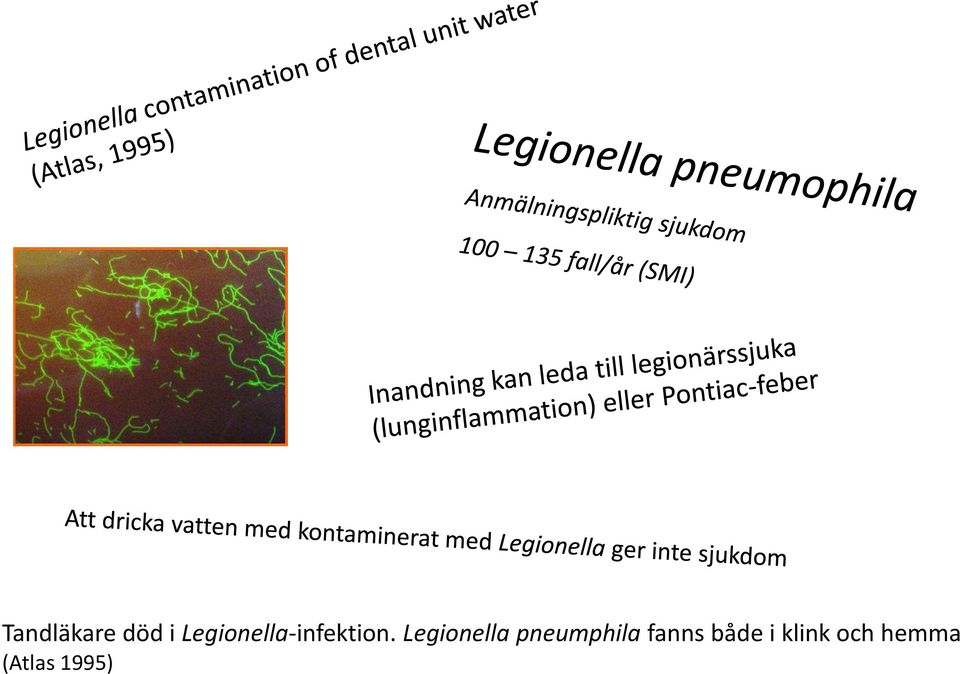 Legionella pneumphila