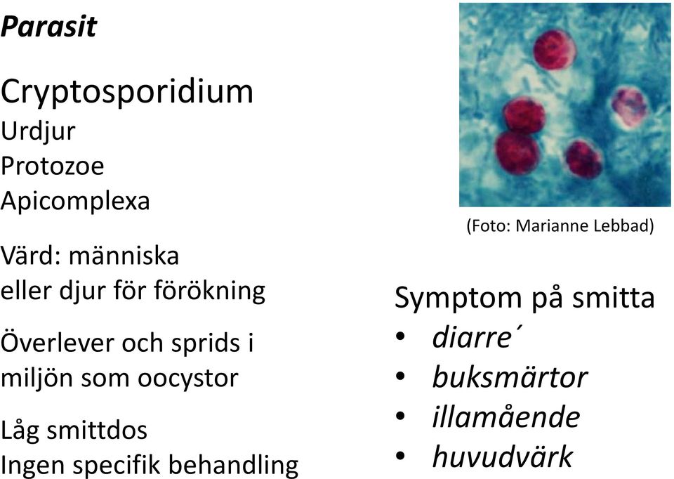 som oocystor Låg smittdos Ingen specifik behandling (Foto: